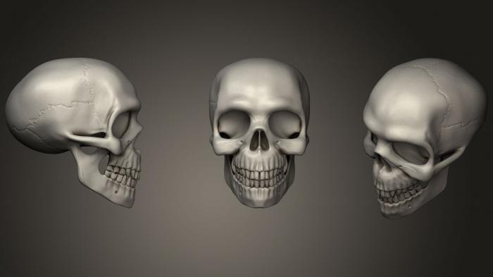 Anatomy of skeletons and skulls (ANTM_0363) 3D model for CNC machine